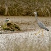 Volavka belolici - Egretta novaehollandiae - White-faced Heron - matuku 6719